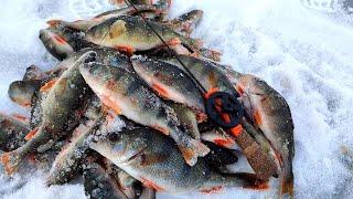 НАШЛИ ЛОГОВО ГОЛОДНЫХ ОКУНЕЙ Зимняя рыбалка 2024
