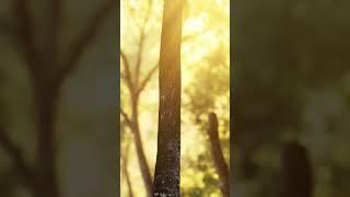 Morning Ambience  Birds & Relaxing Music for Meditation Spa Yoga & Relaxation