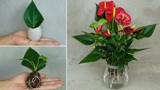 Propagation of anthurium from leaves planting anthurium in eggs 100% success
