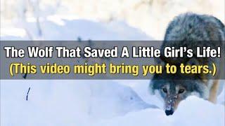 The Wolf That Saved A Little Girl’s Life