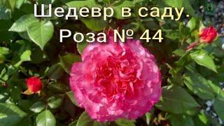 Шедевр в саду. Роза № 44. Питомник растений Е. Иващенко