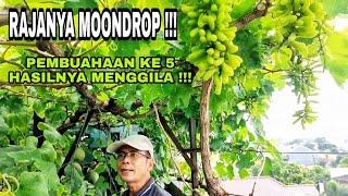 KEBUN ROOFTOP PENUH BERKAH  PANEN MELIMPAH ANGGUR MOONDROP DI KEBUN PAK AGUS