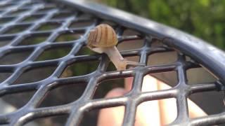 Cute little snail buddy