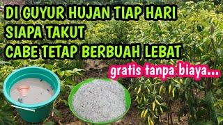 Lakukan cara ini agar cabe sehat di musim hujan cara mencegah cabe layu di musim hujan