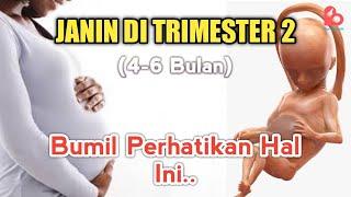 PERKEMBANGAN JANIN DI TRIMESTER 2 - HAL YANG HARUS DIPERHATIKAN