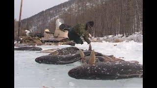 Winter fishing in the mountains of Baikal region.There will sure be fish Mikhalich Russia