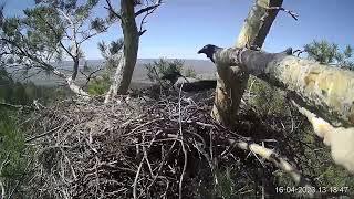 Arbushka the eagle lays first egg faces nest predation but continues breeding efforts