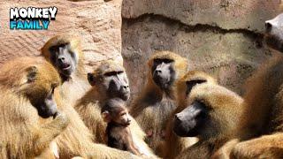 Getting Heartwarming By These Beautiful Monkeys