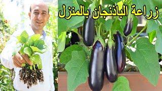 زراعة الباذنجان في المنزل