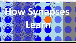 Understanding Hebbian Synapses How Synapses Learn