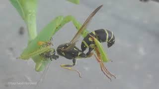 Mantis eating another live wasp