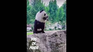 Dog or Panda  indenty crisis  China