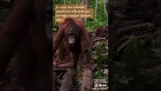 #orangutan #pupils know about the #snakes you can tell by their reaction #school #conservation #ape