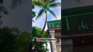 Tallest Coconut Tree of Pune #naralmitra #coconut #coconuttreesafetynetindia #coconuttreeservicepune