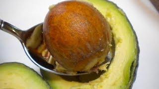 Youll Never Throw Away Avocado Seed After Watching This