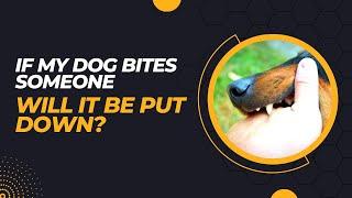 If My Dog Bites Someone Will It Be Put Down? All You Need To Know