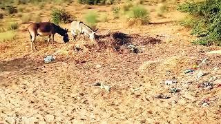 Male donkey meeting with Female donkey First time Animal breading  Animal Meeting 