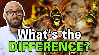What is the Difference Between Bees Wasps and Hornets?