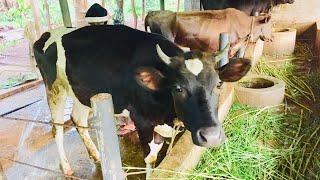 cow framing- cattle management  sri lanka