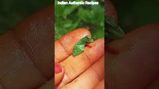 இது தான் பேசில் #Basil leaves #தினமும் சப்ஜா விதையை  சாப்பிடலாமா # youtube shorts #healthy tips