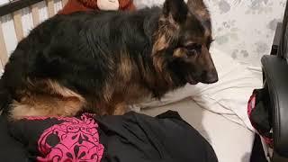 Shadow the German shepherd makes his owners bed his bed