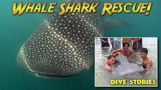 Baby Whale Shark Rescue  DIVE STORIES