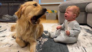 Golden Retriever Pup Makes Baby Cry But Says Sorry Cutest Ever