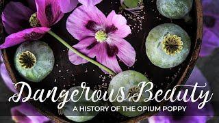 Dangerous Beauty A History Of the Opium Poppy