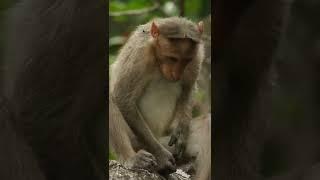 Monkey masturbating video  Male Monkey Masturbation Cool Monkey At His Self Enjoyment Mood 