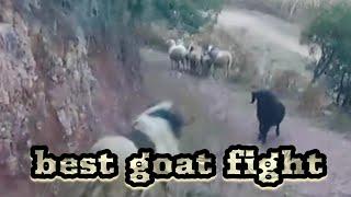 black and white goat fight who will winmayahira