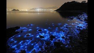 Vaadhoo la playa brillante el Mar de las Estrellas... Islas Maldivas