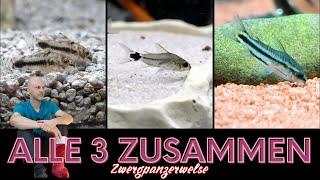 Quirlige Zwergpanzerwelse  Corydoras pygmeus C. hastatus & C. habrosus  Türchen 22