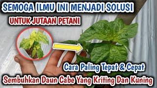 Kriting daun dan virus Gemini langsung sembuh dengan cepat dengan cara ini