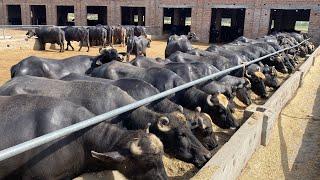 Pak Biggest 800 Nili Ravi Buffalo and Cow Dairy Farm ll SB Dairy and Livestock Farm