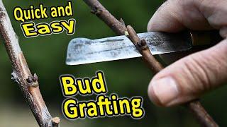 Grafting Fruit Trees  Summer Budding of Plums Peaches Apricots Kiwis and other fruit trees