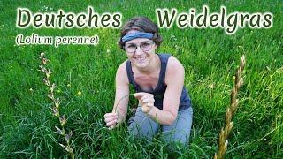 Deutsches Weidelgras Lolium perenne - Artenporträt Merkmale  Ökologie  Wissenswertes