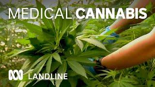 Boom in use of medical cannabis in Australia   Landline  ABC Australia