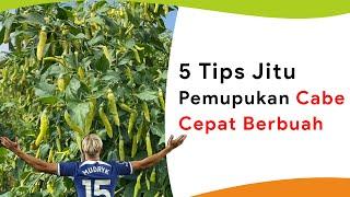 Tips Jitu Pemupukan Tanaman Cepat Berbuah