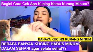 BERAPA BANYAK KUCING HARUS MINUM ? Apa Bahaya Kucing Kurang Minum  Ciri Ciri Kucing Dehidrasi