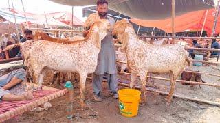 Live Soda  Rajanpuri Bakre  Bakra Mandi  Shahpur Kanjra Big Size Makhi Chena  Qurbani 2023