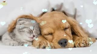 Relaxing Sleep Music For Puppies  Calm And Relax Your Dog ️ Soothing Lullaby For Dogs