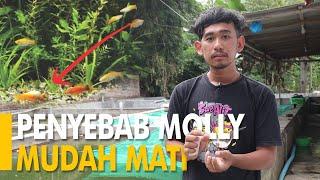 8 PENYEBAB IKAN MOLLY MUDAH SEKALI MATI SIMAK CARA MENGATASINYA