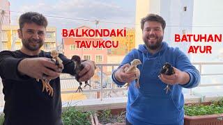 Chicken Batuhans Chicks Quail Coops on the Balcony