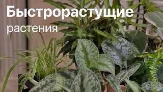 №78. Комнатные растения которые быстро растут.