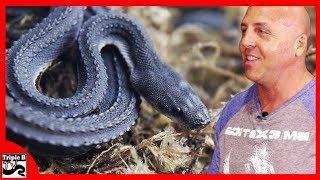 Dragon Snake w DM Exotics Ep.107