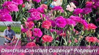 Dianthus Constant Cadence® Potpourri Pinks  Unusual & Unique Kaleidoscope Of Multiple Colors