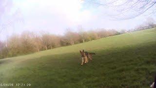 German Shepherd charges Kangal dog and quickly changes its mind.