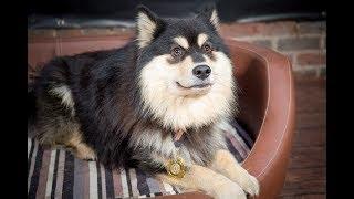 Kissa - Finnish Lapphund - 3.5 Weeks Residential Dog Training