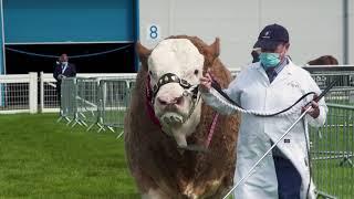 Royal Highland Showcase - British Simmental