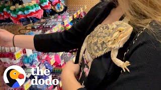 Lizard Goes To Walmart With His Mom  The Dodo Soulmates